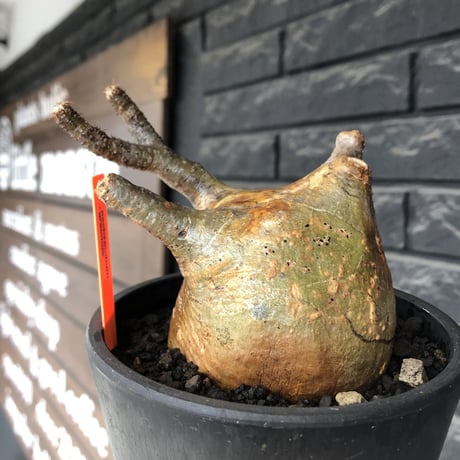 pachypodium gracilius《大きめM size》極ぼってり低重心樹形&現地焼け肌※現地球発根後店主国内管理4年株※丸みも強く極めて低重心ぼってり樹形※mad black pot植え