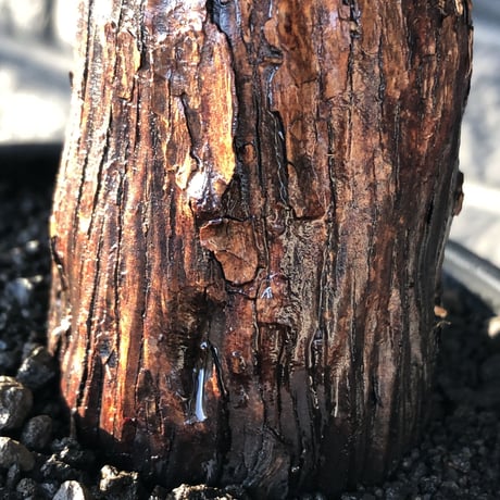 mestoklema tuberosum《 M size》※現地球発根後店主国内管理4年株※大きくエグれた味深き勲章傷跡を持つ生命力感じる一株の上、冬季も動く希少灌木※mad black pot植え