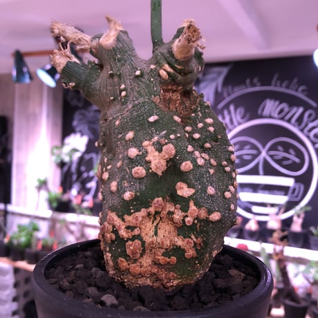 adenia   globosa《S size》※現地球発根済株※中々流通しない小さいが故にレアグロボーサ‼︎完全に手乗りサイズでかわいさmax‼︎激オススメ株※mad  black pot植え