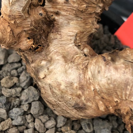 euphorbia itremensis《L size》※現地球株発根済①※極太塊根＆極太枝を持つマッチョなイトレ※black pot植え