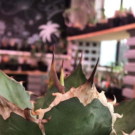 agave  titanota《M size》※発根済株※店主国内管理2年株※しっかりと引き締まったベストサイズのオススメ株‼︎※浅鉢植え