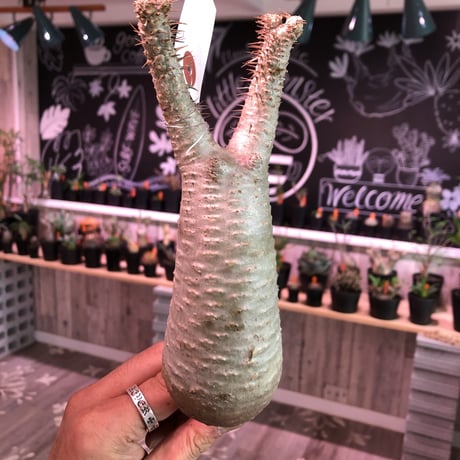 packypodium    gracilius《M size》輸入間もない長〜い新鮮株🌵vo④ 限定2株