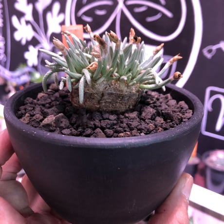 avonia   alstoni 《M size》 mad black  bowl pot植え