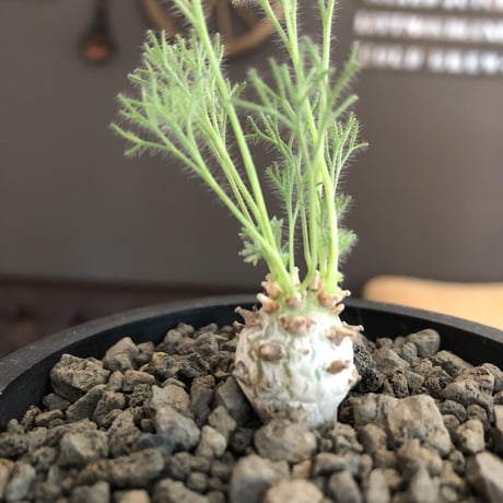 sarcocaulon peniculinum《S size》激希少種※現地球発根後店主国内管理5年株※小振りでも堪らない純白の美しい一株‼︎※mad black pot植え