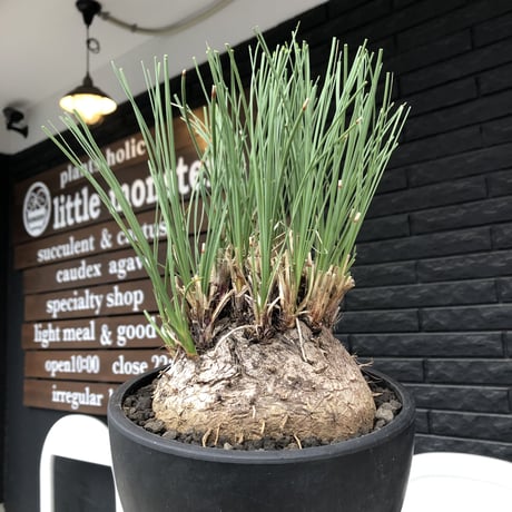 calibanus hookeri《L L size》※現地球発根後店主国内管理6年株※大変bigな良樹形且つ荒々しいwild肌質な男前フーケリー‼︎※mad black bowl pot植え