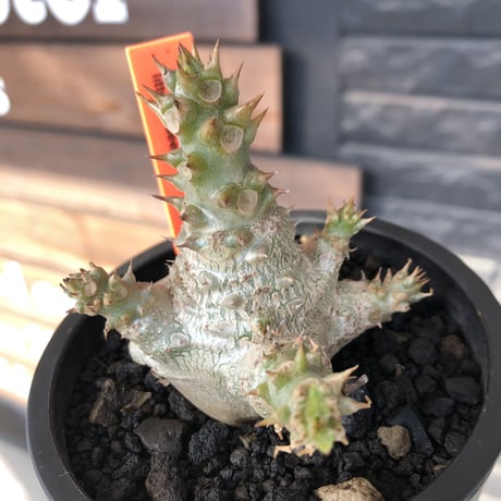 pachypodium windsorii《M size》※選抜littmon seed🌱※weight低き極ぼってり株元&枝振りも◎良樹形※mad black pot植え