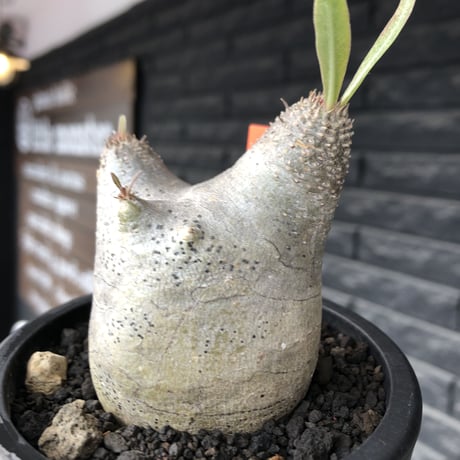 pachypodium gracilius《大きめS size》※極短枝ぼってり株※現地球発根後店主国内管理3年株※極めて短枝且つツルツル肌のぼってりトトロ樹形※mad black pot植え