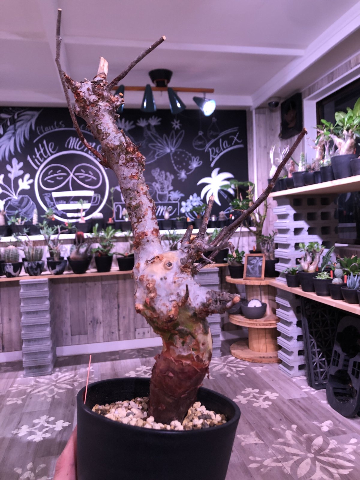 commiphora orbicularis《 M size》発根済み株！剪定済み‼︎※