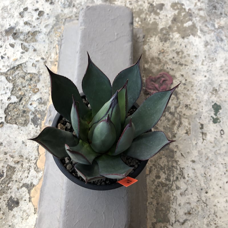 agave blue ember《M size》 | plants holic 
