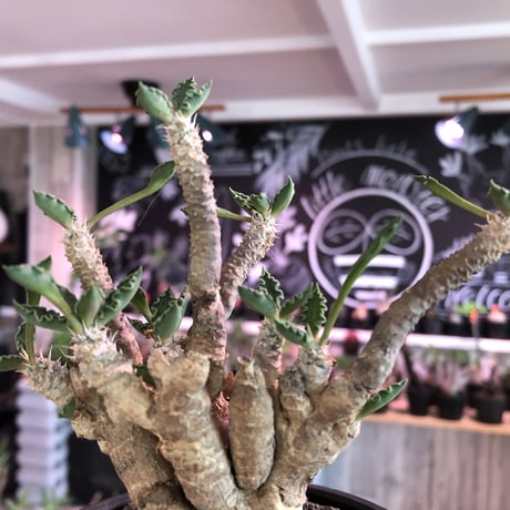euphorbia tulearensis《L  size》※大変大きめの塊根を持つ希少性激高塊根ユーフォルビア‼︎太枝で全体balanceも良き将来有望株※mad black bowl pot植え