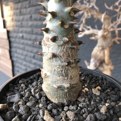 packypodium  baronii  《大きめM size》店主国内管理4年株※現地球発根済株※大変味ある成熟株の肌質でカッコいいバロニー‼︎※mad black pot植え