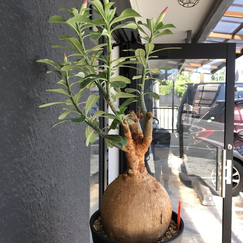 adenium obesum《LL size》現地球 発根済み株‼︎ | plants h