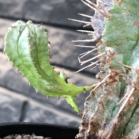 euphorbia horrida《大きめM size》子吹き株※現地球発根後店主国内管理6年株※子吹きも多くワイルドな木質化した出立ち※mad black pot植え