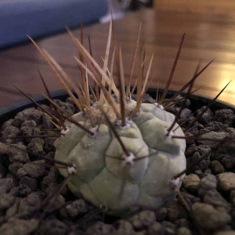 copiapoa   cinerea  長刺白棘黒王丸《小さめM size》希少‼︎※現地球株カキ仔自根株‼︎※mad black bowl pot植え
