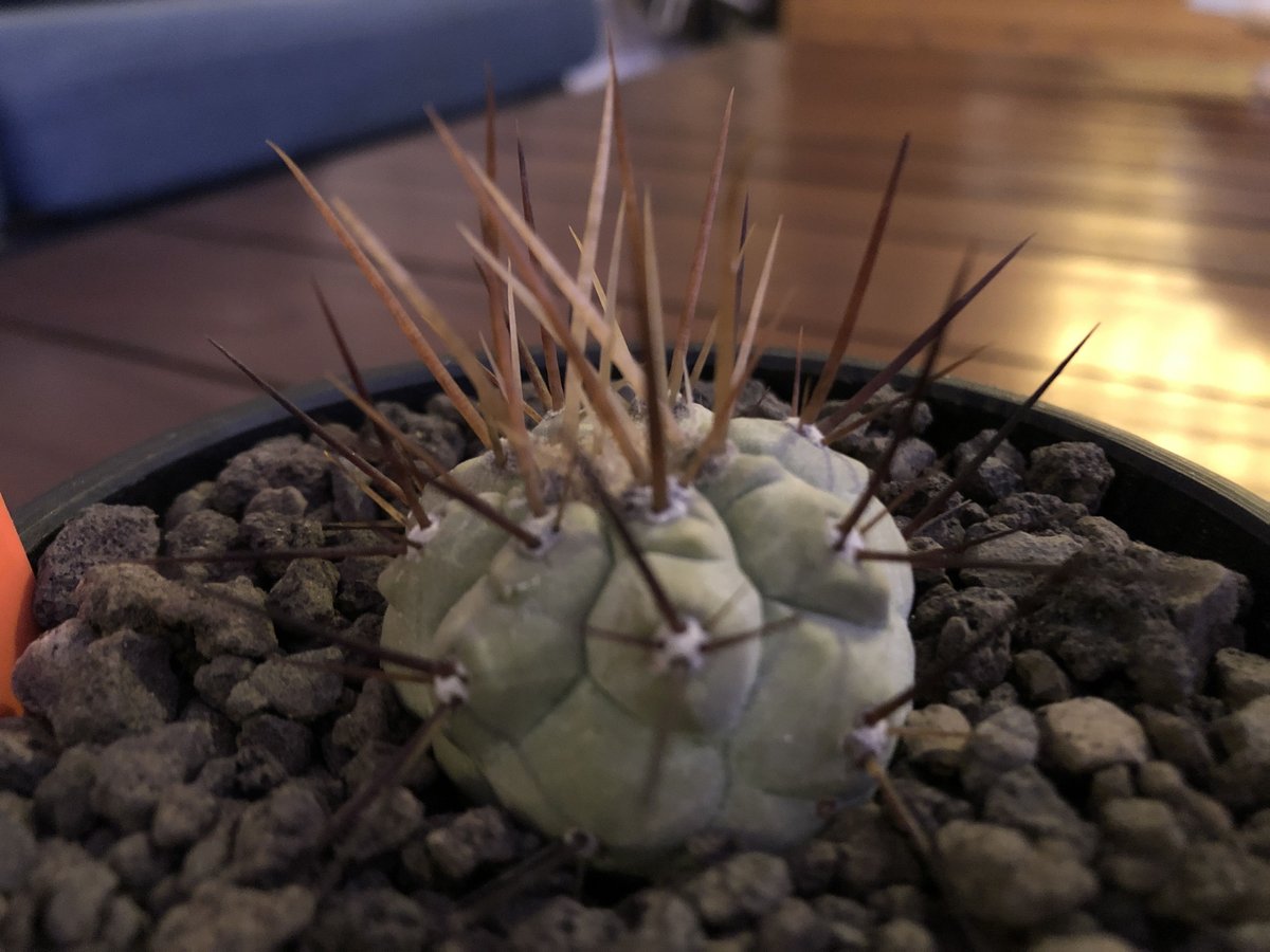 copiapoa cinerea 長刺白棘黒王丸《小さめM size》希少‼︎※現地球 