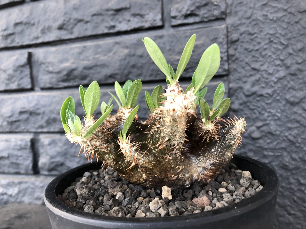 packypodium brevicalyx 黒肌《M size》※発根済み株 店主オススメ