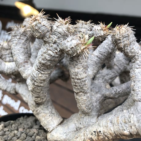 euphorbia  guillauminiana《LL size》※現地球発根済株※店主国内管理5年株※溶岩質土壌育ちの現地球株らしい表皮＆極低重心な枝振りヤバい一株※mad black pot植え