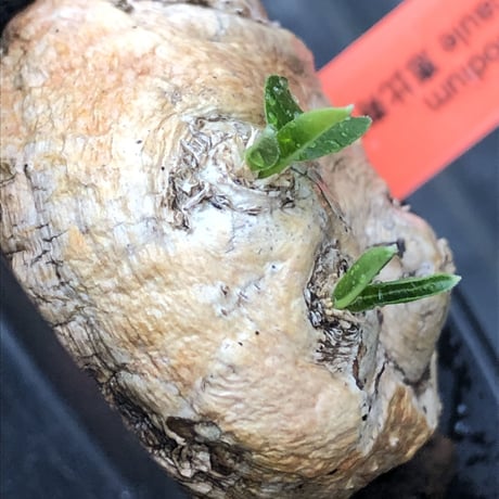 pachypodium  brevicaule恵比寿笑い《S size》※現地球発根後店主国内管理2年株※逆に流通少なき激かわサイズ‼︎ほっこりし堪らない一株‼︎※mad black pot植え