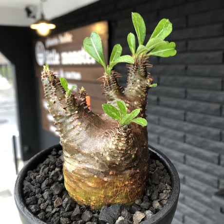 packypodium  cactipes《 M size》※現地球発根済※とても丈の短く枝は太い為、ぼってり感半端なく感じ丸々と可愛すぎるカクチ‼︎※mad black bowl pot植え