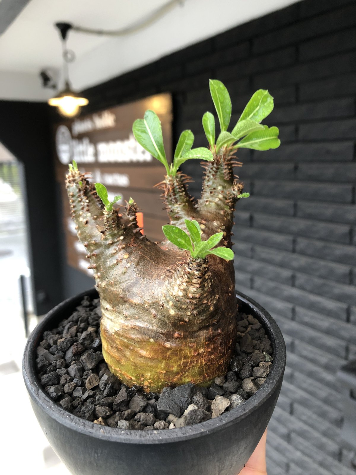 パキポディウム　カクチペス　現地球　発根済 packypodium cactipes《 M size》※現地球発根済※とても丈の短く枝は