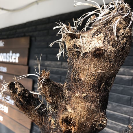 xerophyta trichophylla《S size》※現地球発根後店主国内管理2年株※驚愕強靭株※大きめwild出立ちな一株※mad black pot植え