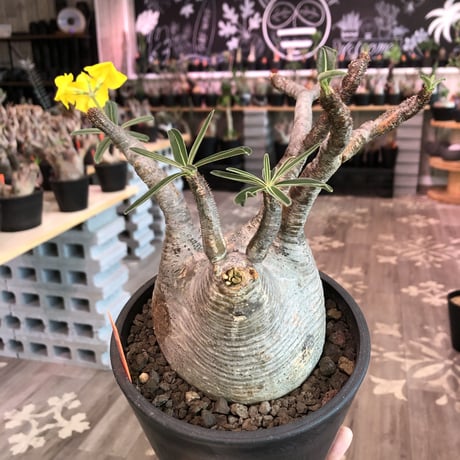 packypodium  gracilius《Ｌsize》※店主管理4年株‼︎※現地球発根済み株‼︎※タレ耳枝が可愛すぎるでっぷりbalance良きグラキ‼︎※mad black pot植え