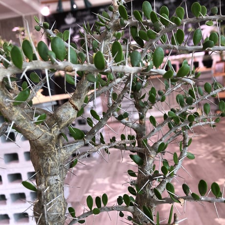 alluaudia    comosa《LＬ size》