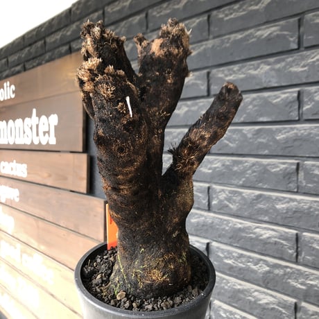 xerophyta trichophylla《S size》※現地球発根後店主国内管理2年株※驚愕強靭株※枝振り良くweightもlow‼︎株元極太サイズ※mad black pot植え