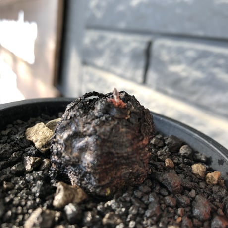 cyphostemma adenocaule《 大きめM size》※現地球発根後店主国内管理3年株※希少種‼︎小振りでも黒味が強く味深き表皮ごwildな一株※mad black pot植え