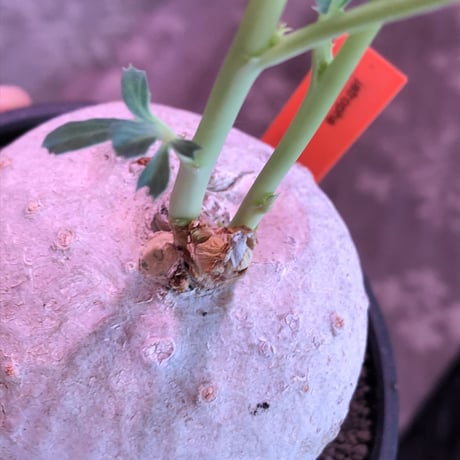 jatropha berlandieri《大きめ M size》※現地球発根後店主国内管理4年株※球体樹形に極美しい白肌と葉とのcontrastが堪らない※mad black bowl pot植え
