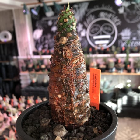 euphorbia  pachypodioides《M size 》※現地球発根後店主国内管理3年株※ボコボコぼってり樹形‼︎葉表がグリーンで葉裏と花は紫な人気者※mad black pot植え