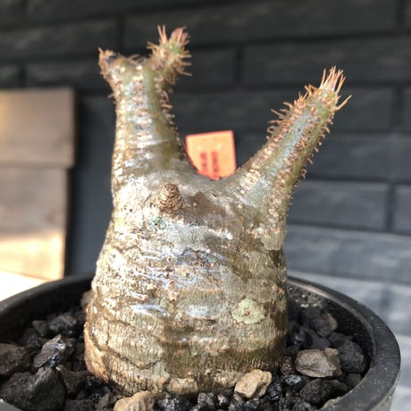 pachypodium  gracilius《S size》希少ニ頭枝美株※現地球発根済株※店主国内管理2年株※極balanceな樹形にニ頭枝なかわいいグラキ※mad black pot植え