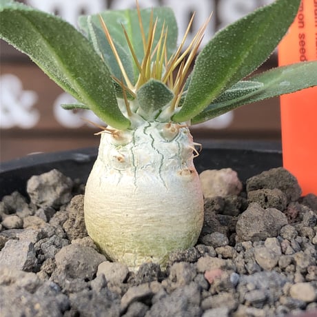pachypodium  namaquanum 光堂《S size》littmon seed🌱※希少‼︎威勢よく葉も展開中‼︎しっかり育てたかわいい奴※mad black pot植え