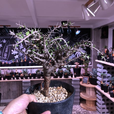 alluaudia    comosa《L size》希少！
