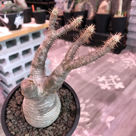 packypodium  gracilius《大きめS size》※現地球発根済※大変良き枝振りの上、ぼってり株元に白肌美株な良きグラキリス※mad black pot植え