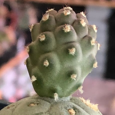 tephrocactus geometricus 《M size》※現地球株カキ仔発根済※③丸々とかわいく綺麗な玉型維持のカキ仔※black bowl pot植え