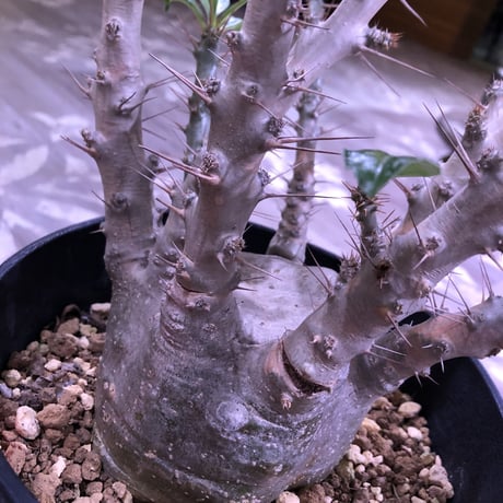 packypodium  saundersii《L L  size》発根済み株‼︎