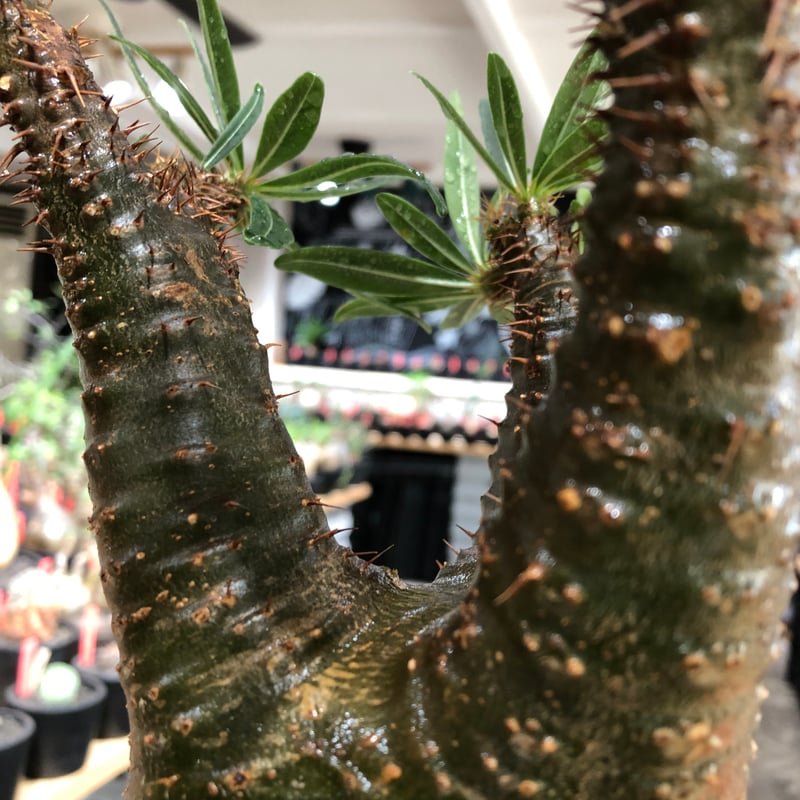 pachypodium gracilius《L size》※現地球株発根済※大きめで全方位A面
