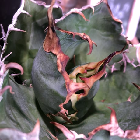 agave  titanota  白鯨《M size》※最高の鋸歯に幅広肉厚葉（限定2株）※mad black bowl pot植え