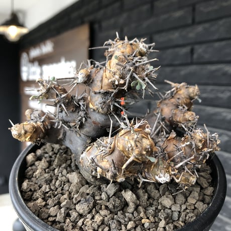 othonna  euphorbioides《L size》※現地球発根後店主国内管理4年株※weight低く低重心且つ枝振りも良き良樹形※mad black pot植え