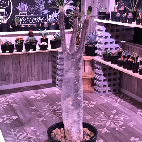 packypodium  roslatum  var.  cactipes《L size》
