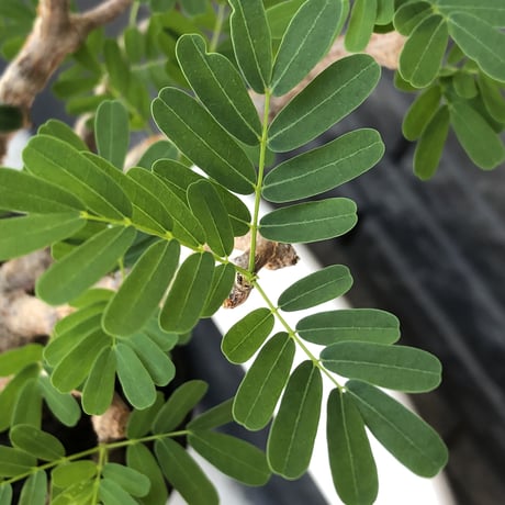 senna  meridionalis《大きめM size》※現地球株発根済※枝振りバランスも最高な一株となり幹のボコボコも強きオススメな一株‼︎※mad black pot植え