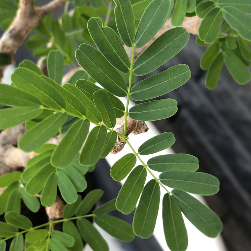 senna meridionalis《大きめM size》※現地球株発根済※枝振りバランスも