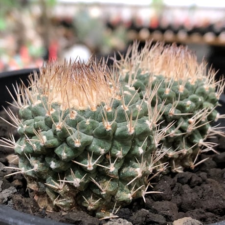 strombocactus 白棘菊水 4分頭《Lsize》※littmon seed株※現地球株と比べ生育は早く例年開花も楽しめる美樹形な一株‼︎※black bowl pot植え