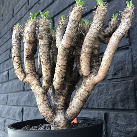 euphorbia    guillauminiana《L  size》躍動感激しいギラウミ  ※店主管理国内４年株