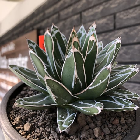 agave  笹の雪《小さめL size》※現地球発根後店主国内管理3年株※締まり&balanceも美しい良きサイズ感※mad black bowl pot植え