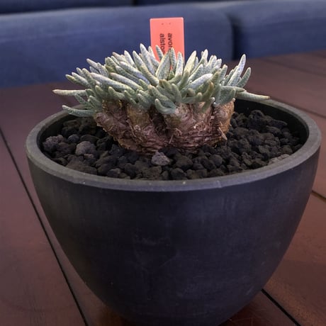 avonia   alstoni 《M size》 mad black  bowl pot植え　※愛おしさが堪らない!冬型の人気者