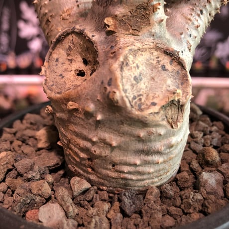 packypodium  cactipes《 M size》※現地球発根済株※とても丈は短く枝太で、枝折れ傷跡&横筋ボコボコ強にがwildカクチ‼︎※mad black pot植え