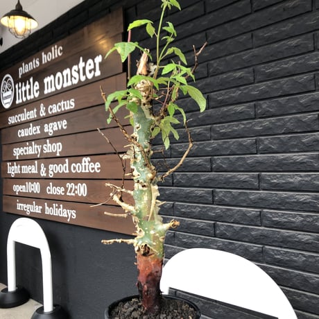 commiphora  africana《大きめL L size》※現地球発根後店主国内管理3年株※美しい佇まい且つ成熟したwild表皮が堪らない※鉄鉢植え