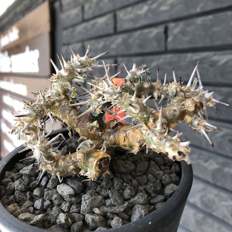sarcocaulon crassicaule《M size》※現地球発根済株※発根後店主国内管理2年株※興奮するほど良枝振り‼︎強棘に縮れ葉＆白花のギャップ萌えな一株※mad black pot植え